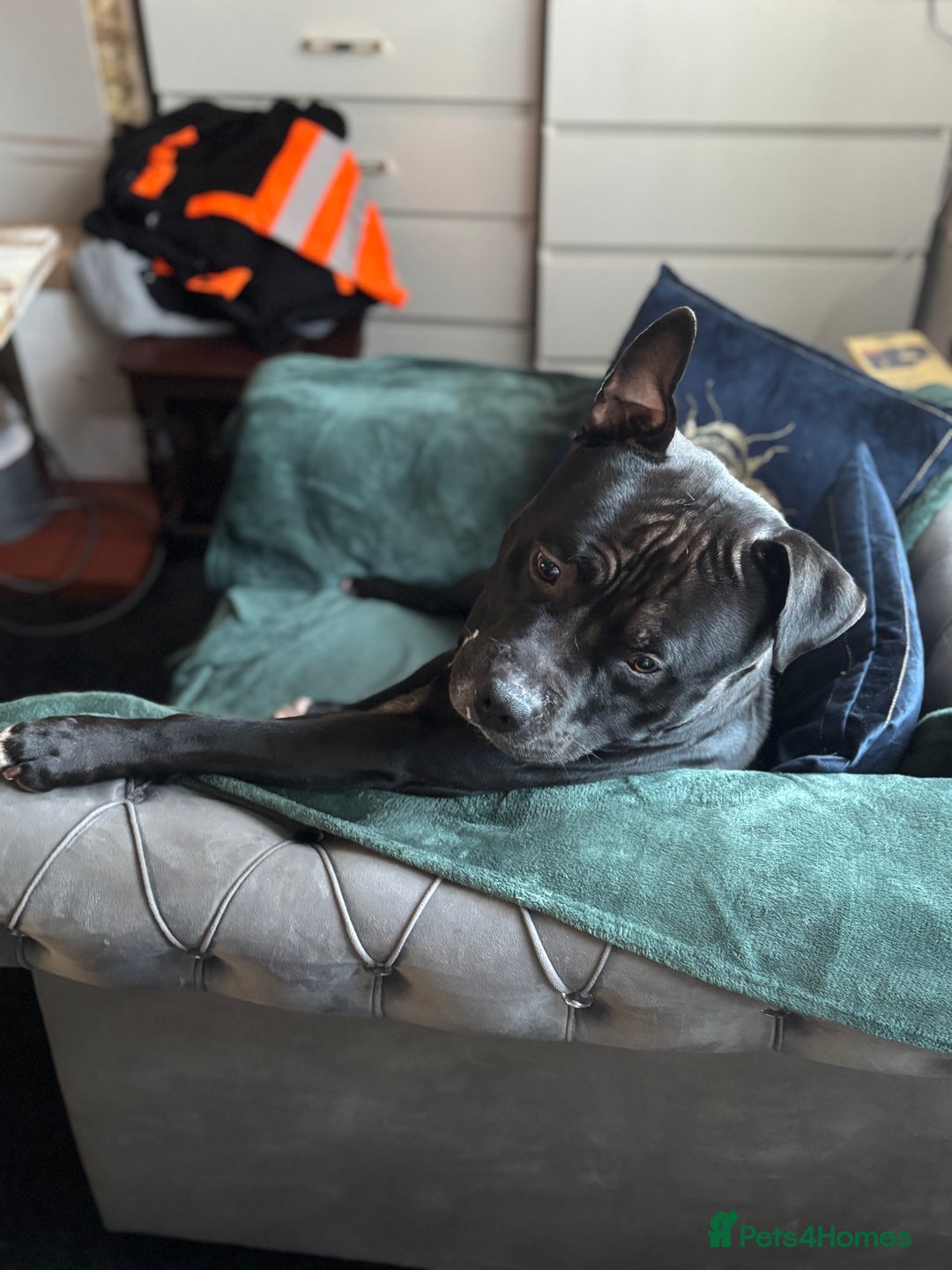 Staffordshire Bull Terrier dogs for stud: “Dior” American Staffordshire Bull Terrier Stud - Advert 5