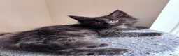Maine Coon cats for sale: Big Ears & Fluffy Coats – Maine Coon Kittens  - Advert 29