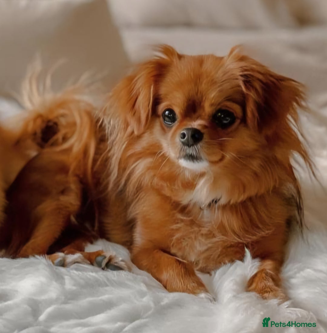 Mixed Breed dogs for adoption: Gorgeous little girl for adoption - Advert 1