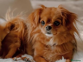 Mixed Breed dogs Gorgeous little girl for adoption - Advert 1