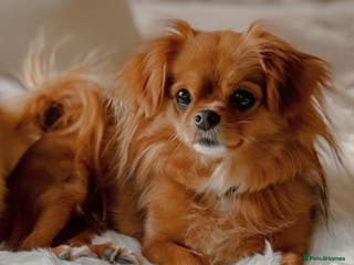 Mixed Breed dogs Gorgeous little girl for adoption - Advert 1