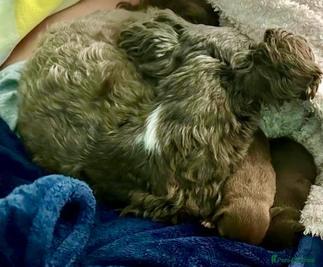 Chihuahua dogs for sale: X2 Gorgeous Chihuahua little ladies - Advert 7