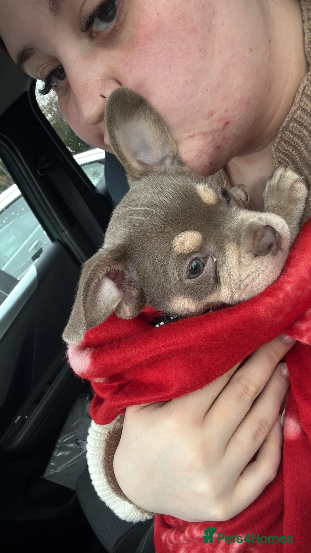 Mixed Breed dogs for sale: French bulldog x chihuahua  - Advert 6