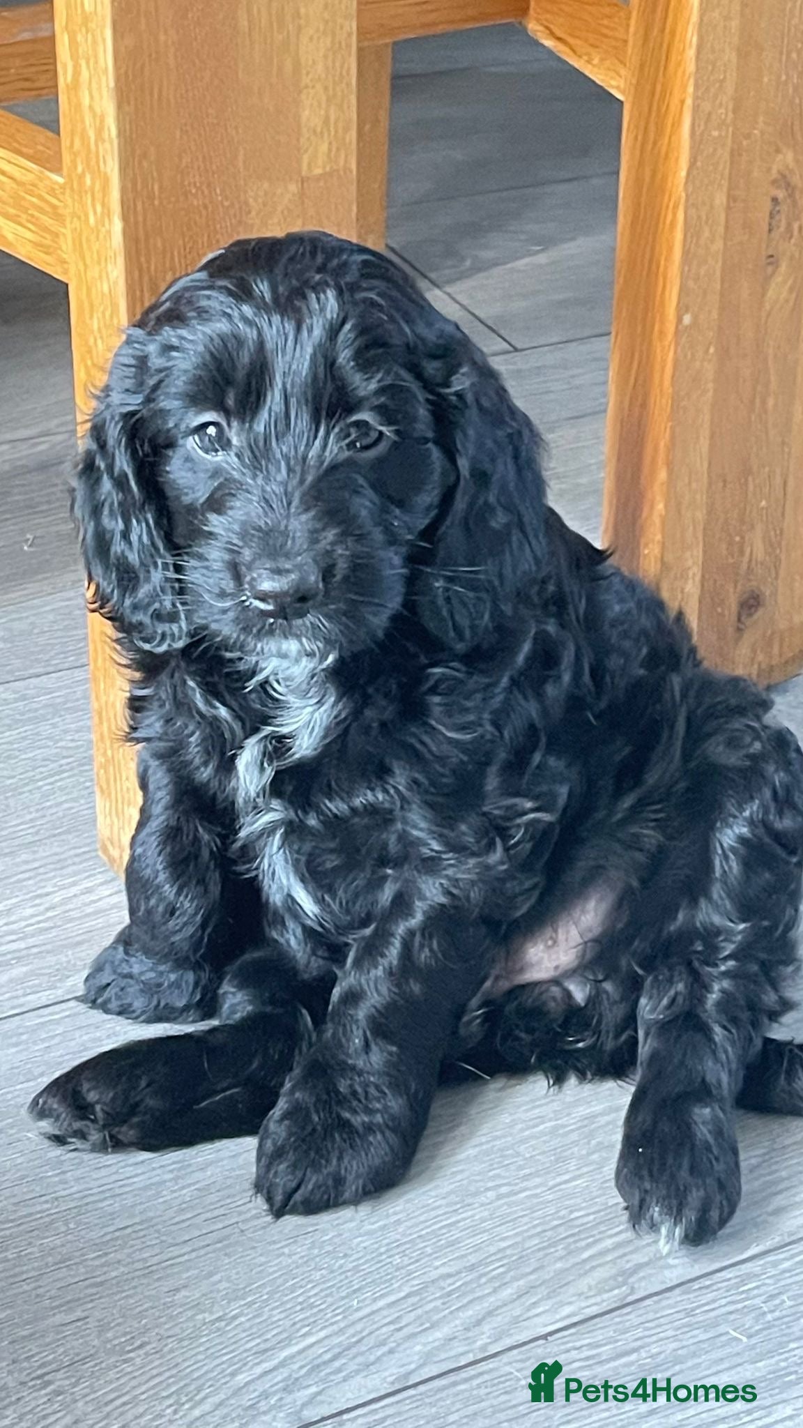 Mixed Breed dogs Sprockerpoo puppies only two left now. - Advert 1