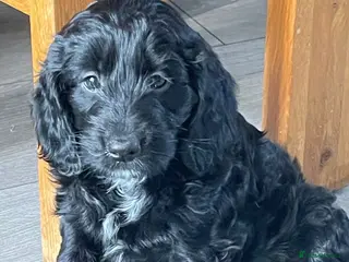 Mixed Breed dogs Sprockerpoo puppies only two left now. - Advert 1