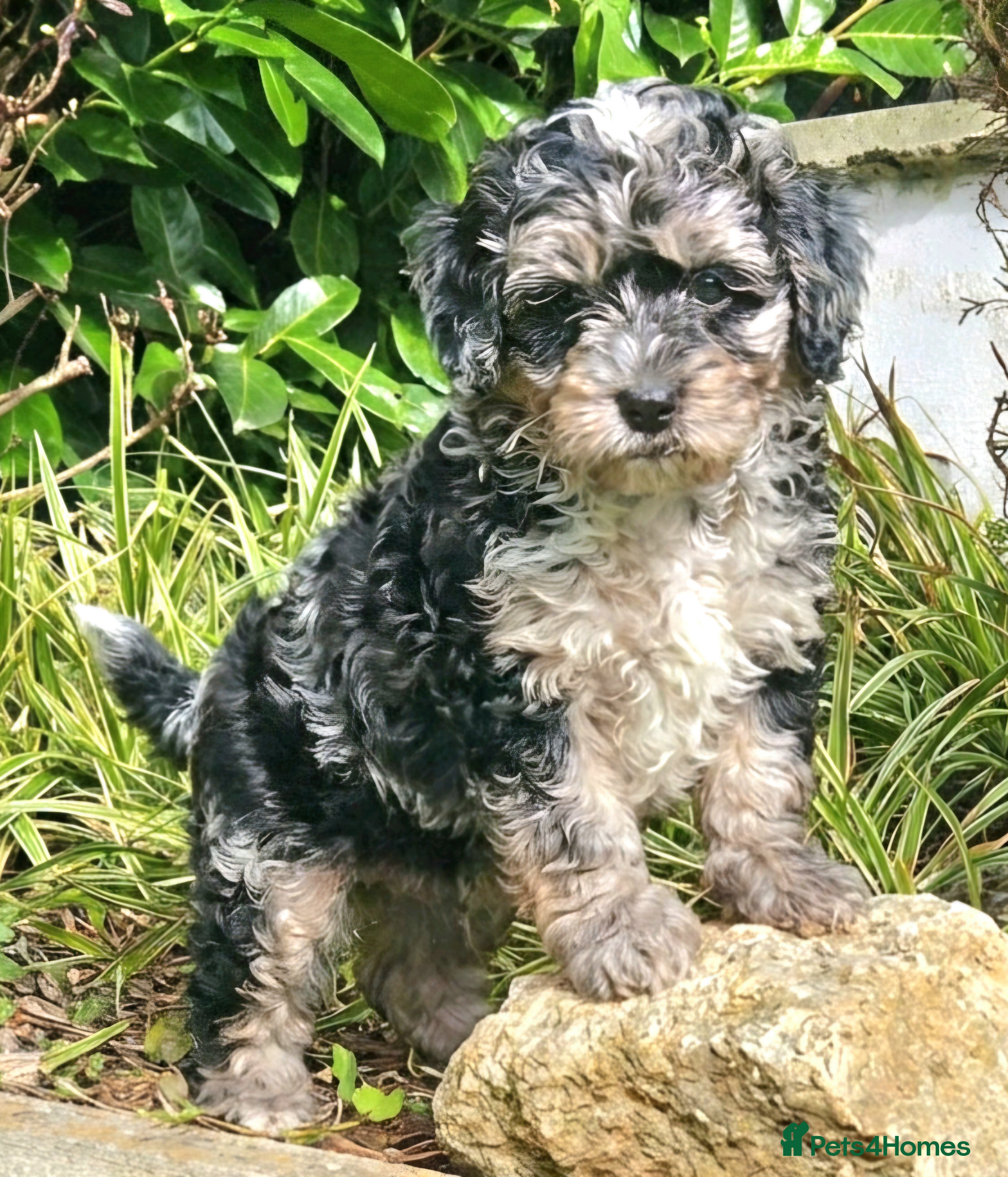 Cockapoo dogs  Ready now F1b toy American  cockerpoos  - Advert 5