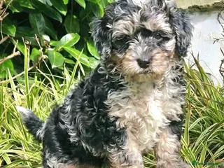 Cockapoo dogs Ready now F1b toy American cockerpoos - Advert 5