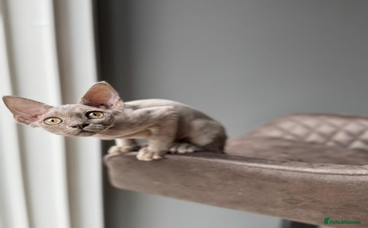 Devon Rex cats - Advert 12