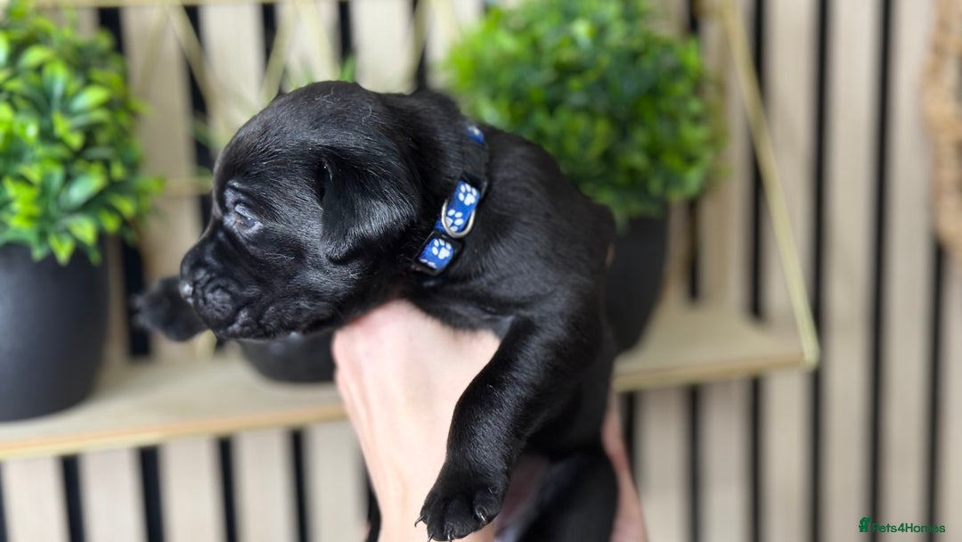 Labrador Retriever dogs for sale: Labrador puppies   - Advert 19