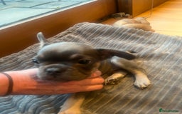 French Bulldog dogs for sale: French bull dog puppies  - Image 15