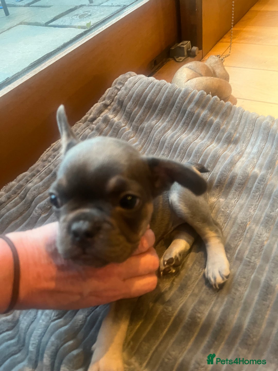 French Bulldog dogs for sale: French bull dog puppies  - Image 15