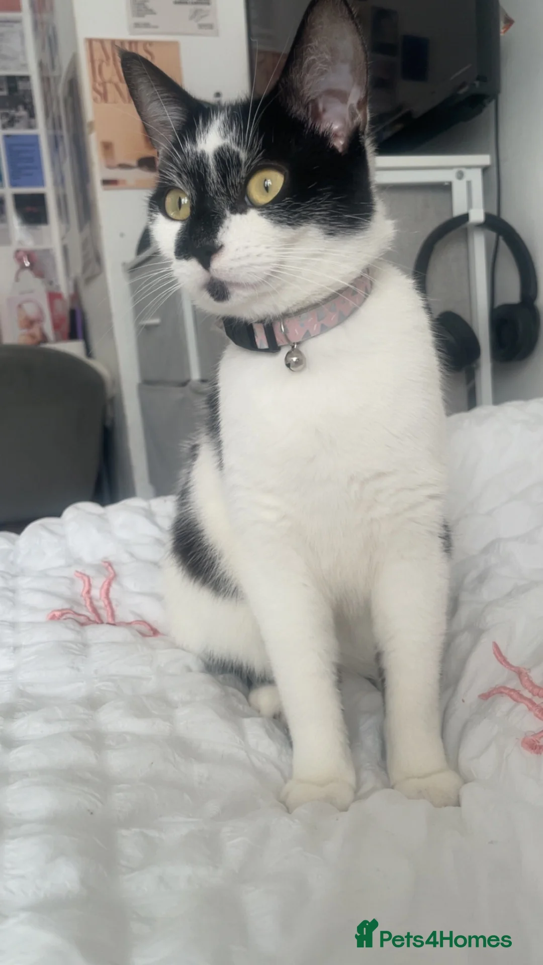 Mixed Breed cats for sale: Female cat- 1 and half years old  - Advert 6