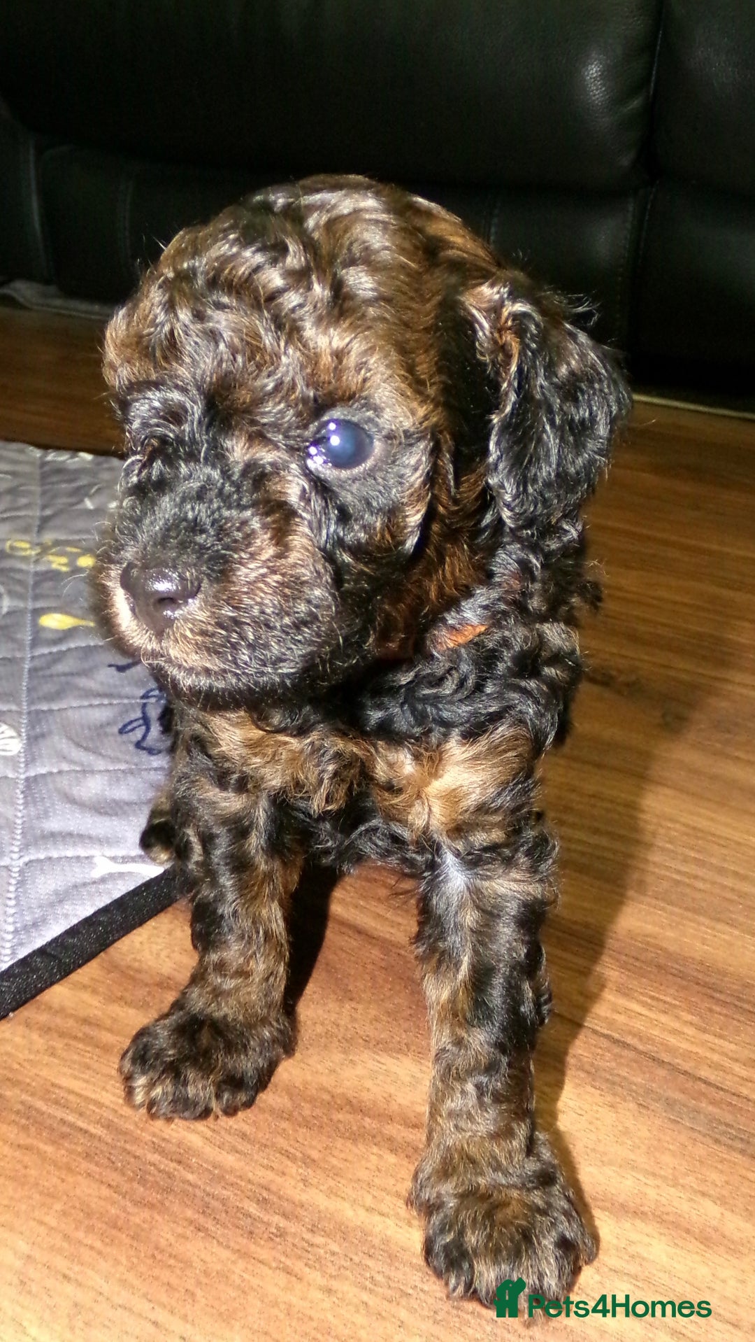 Toy Poodle dogs for sale: KC registered sable toy poodles  - Advert 5