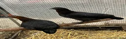 Chickens poultry for sale: Chickens and bantam and hatching eggs  - Advert 2