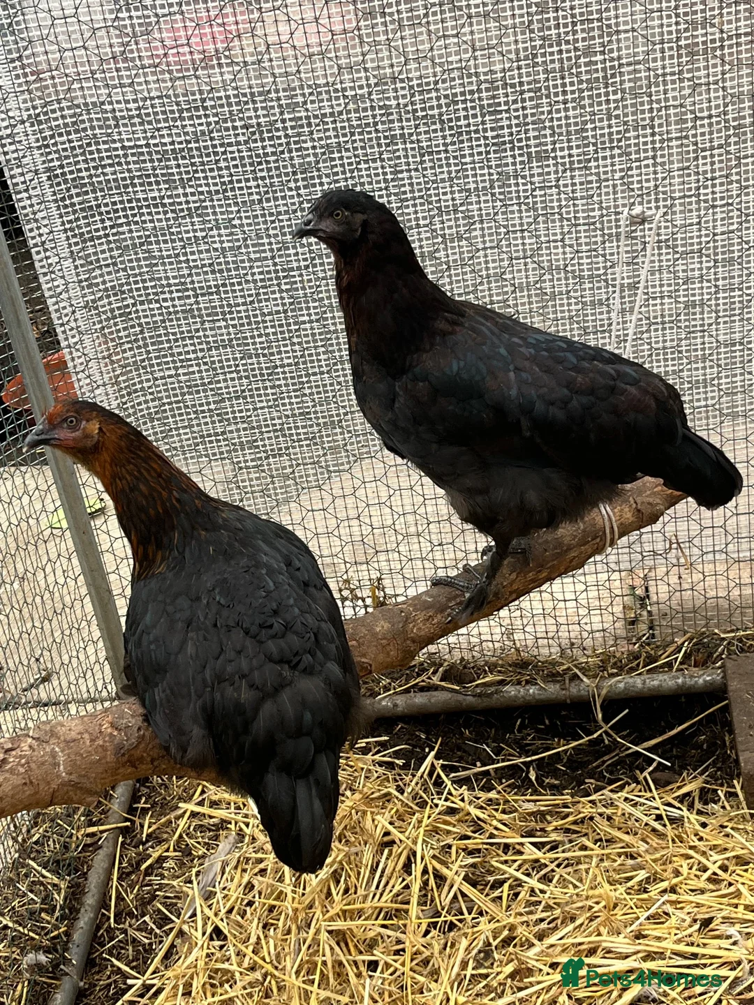 Chickens poultry for sale: Chickens and bantam and hatching eggs  - Advert 2