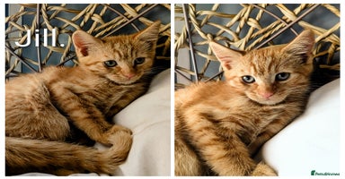 Mixed Breed cats - Advert 7