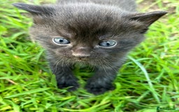 Ragdoll cats for sale: RagDoll X Kittens - Image 7