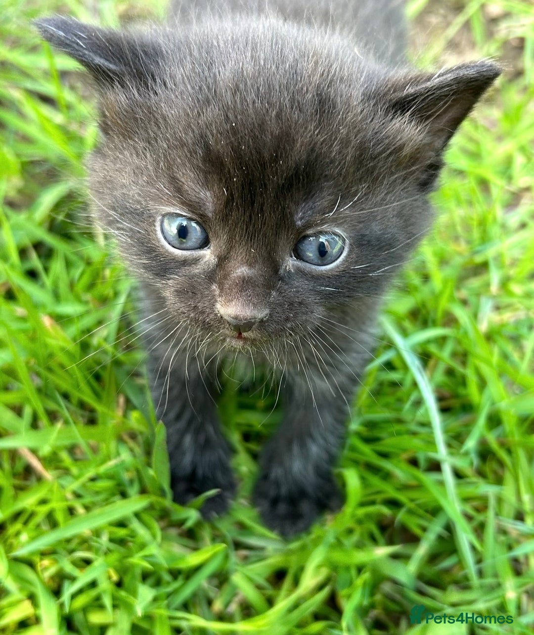Ragdoll cats for sale: RagDoll X Kittens - Image 7