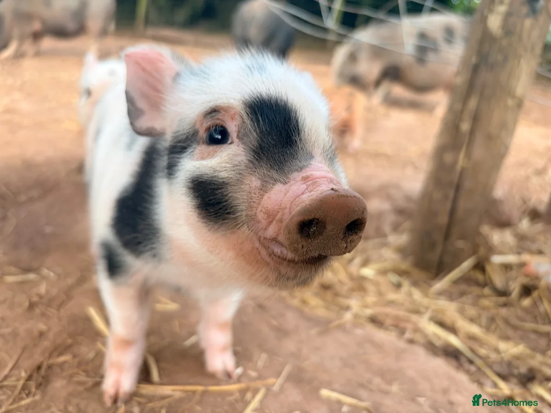 Pig livestock for sale: 1 x kunekune x boar and 3 kunekune x male piglets in Abergavenny - Advert 1