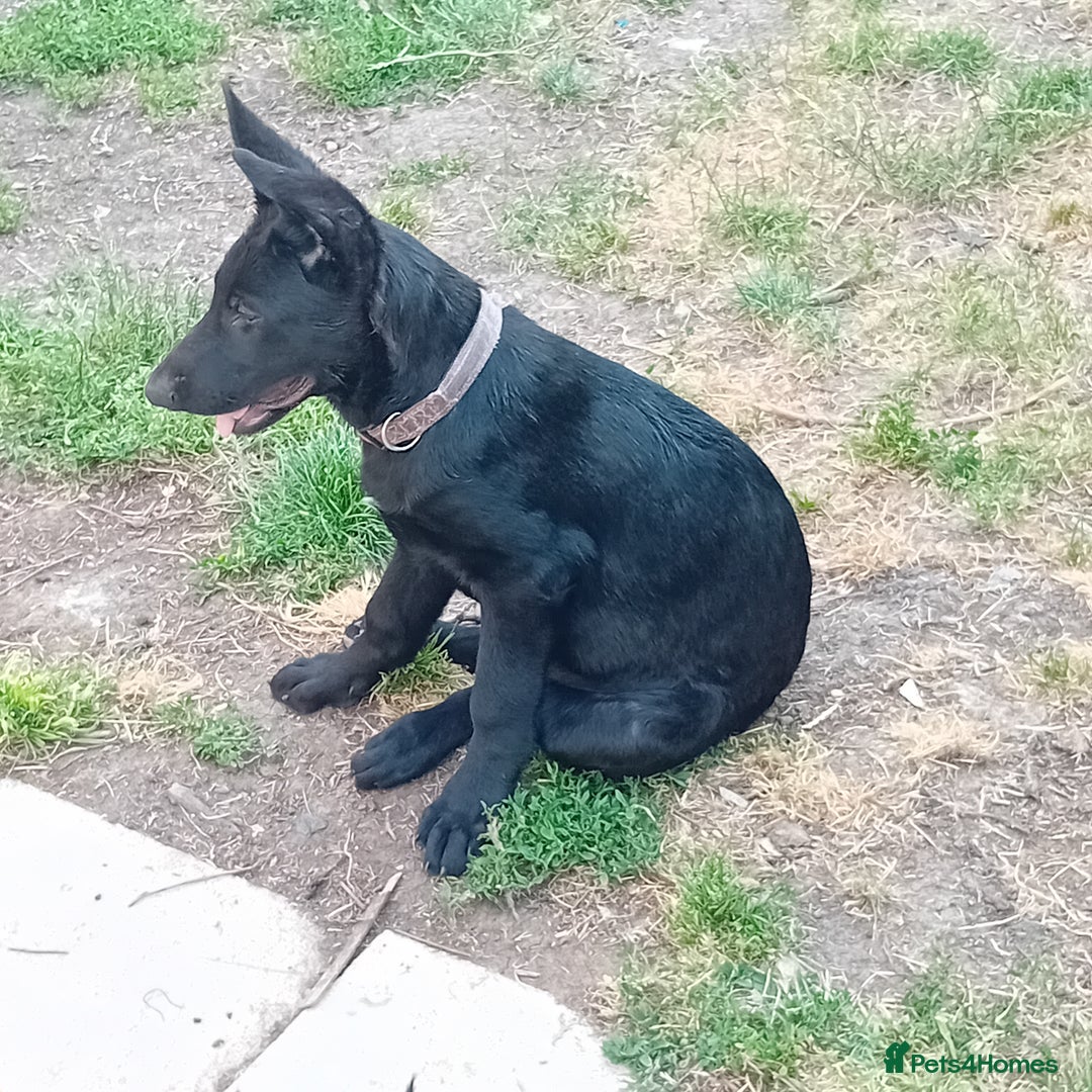 German Shepherd dogs for sale: Female Black German Shepherd Puppy in London - Image 12