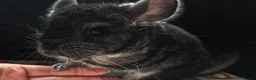 Chinchilla rodents for sale: A verity of Chinchillas rpa/rpac - Advert 23