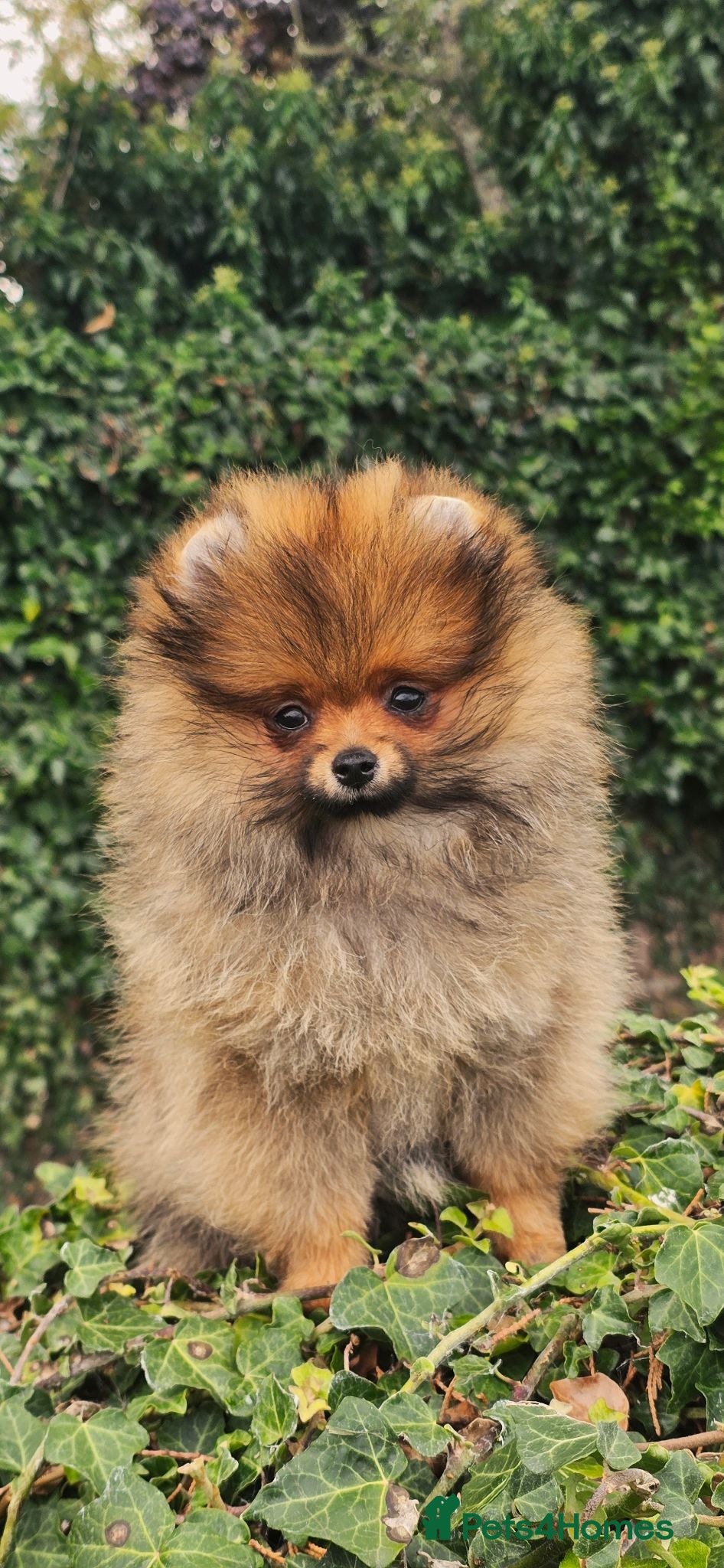 Pomeranian dogs *Beautiful dna clear pedigree boy pomeranian* - Advert 2