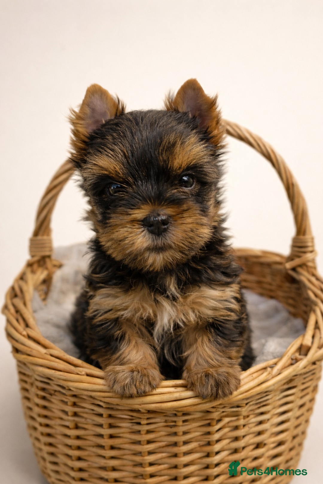 Yorkshire Terrier dogs for sale: Yorkshire Terrier  - Advert 13