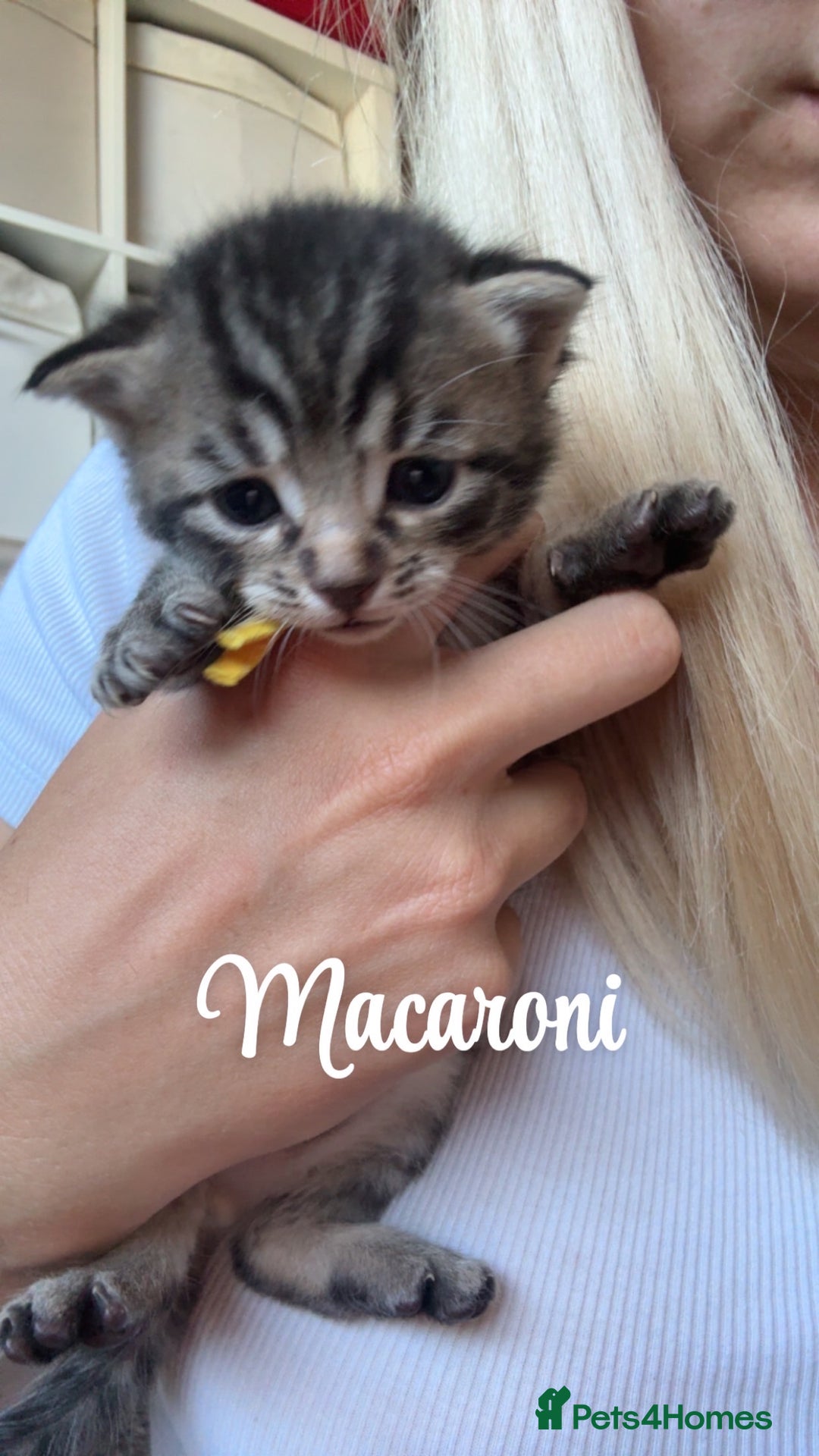 Siberian cats for sale: Siberian x kittens  - Image 10