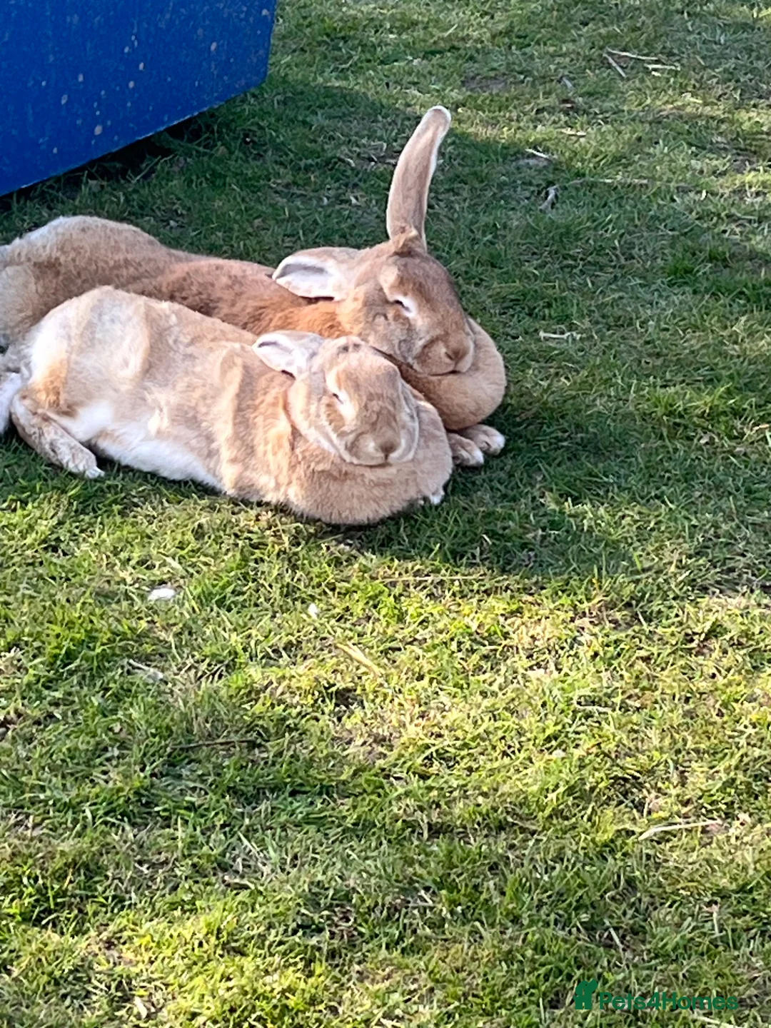 Continental Giant rabbits for sale: Wanted. Older buck continental. Or German giant  - Advert 1