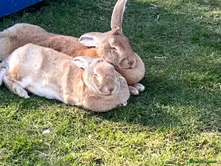 Continental Giant rabbits Wanted. Old boy rabbit - Advert 4