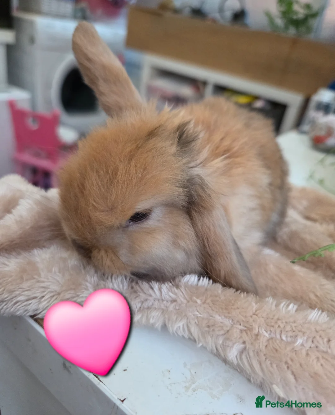 Mini Lop rabbits for sale: I have baby mini lops and mini rex available  - Advert 1