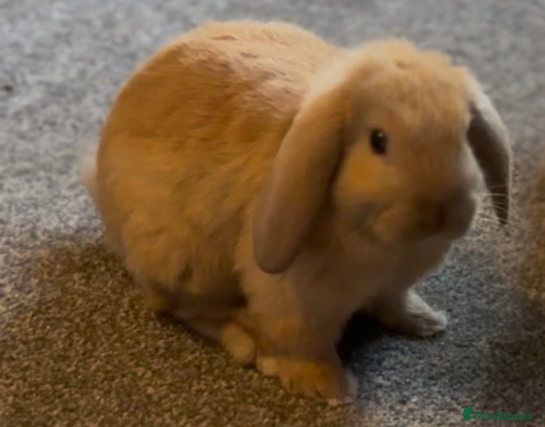 Mini Lop rabbits Gorgeous Mini Lop Baby Bunnies - 3 left - Advert 5