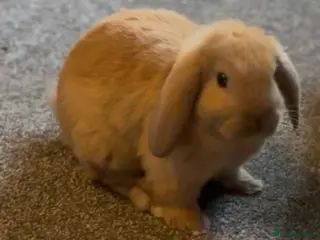 Mini Lop rabbits Gorgeous Mini Lop Baby Bunnies - 3 left - Advert 5