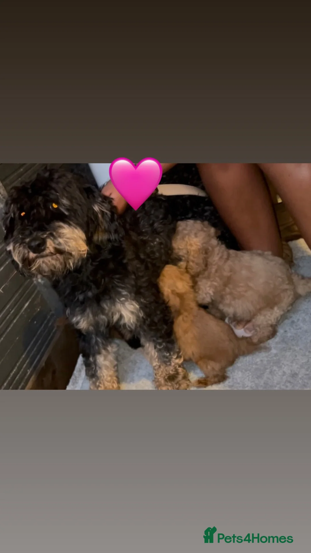 Cockapoo dogs for sale: F1B Cockapoo puppies  - Advert 2