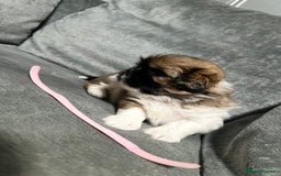 Mixed Breed dogs for sale: 6 beautiful Shih Tzu/Pomerianian puppies !  - Image 7