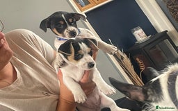 Jack Russell dogs for sale: Jack russell puppies - Image 21