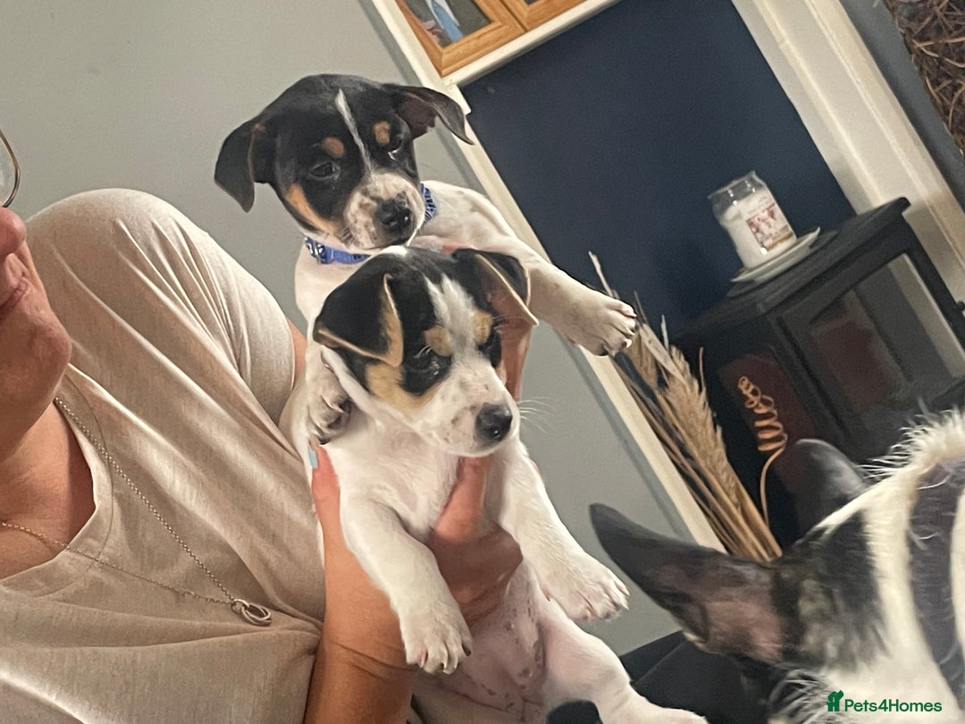 Jack Russell dogs for sale: Jack russell puppies - Image 21