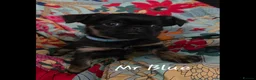 Griffon Bruxellois dogs for sale: Stunning Griffon Bruxellois puppies KC registered - Advert 10
