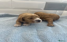 Cockapoo dogs for sale: F1 cockapoos parents dna health tested - Image 5