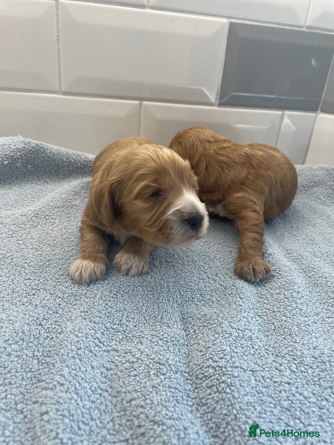 Cockapoo dogs for sale: F1 cockapoos parents dna health tested - Image 5
