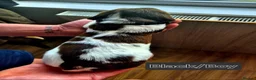English Springer Spaniel dogs for sale: Working Springer Spaniel - Advert 6