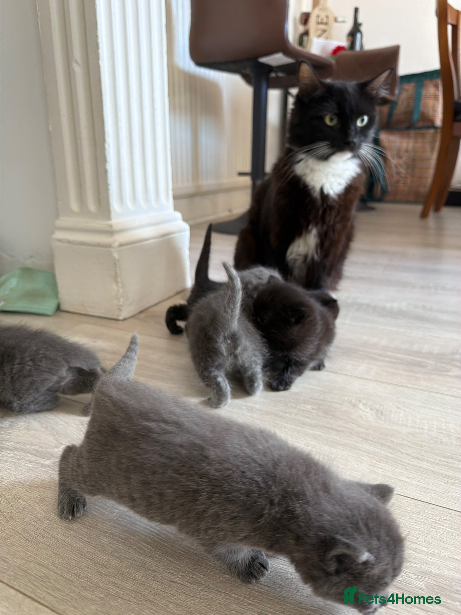 Mixed Breed cats Adorable Kittens for Sale  - Advert 1