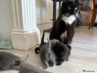 Mixed Breed cats Adorable Kittens for Sale - Advert 1