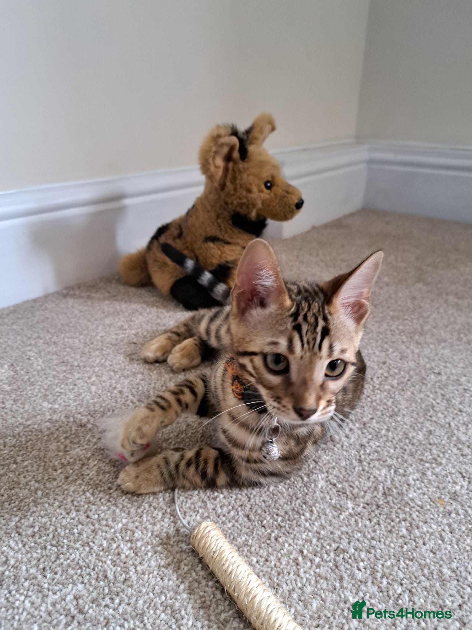 Bengal cats Beautiful TICA Bengal Kittens - Advert 2