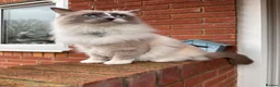 Ragdoll cats for sale: Beautiful Ragdoll Cat Vaccinated & Microchipped  in Leyland - Advert 13