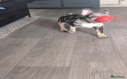 French Bulldog dogs for sale: French bulldog  - Image 2