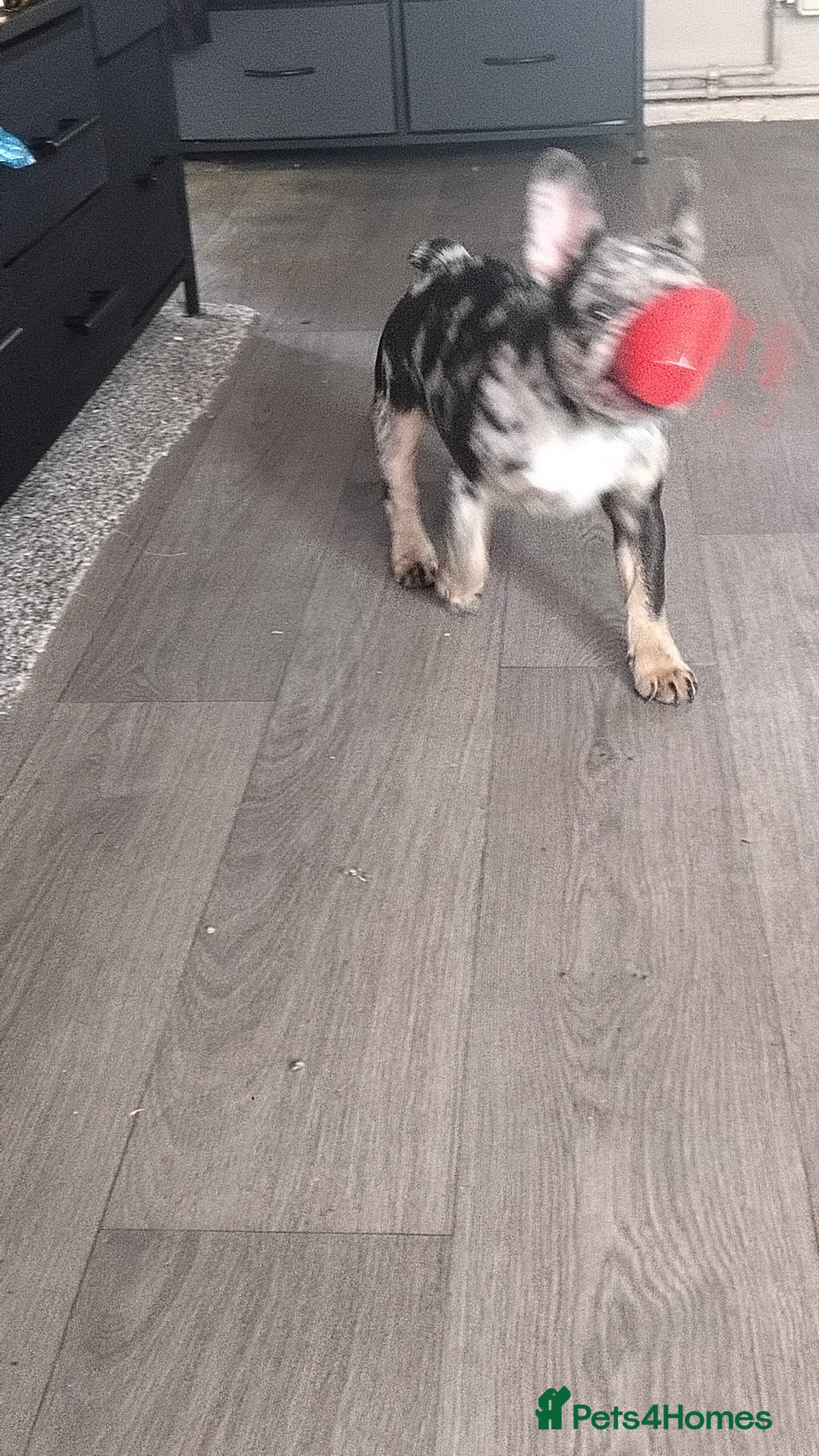 French Bulldog dogs for sale: French bulldog  - Image 2