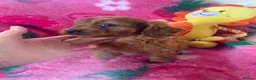 Cavapoo dogs for sale: F1 Fox red cavapoo  girls available 🐶 - Advert 10