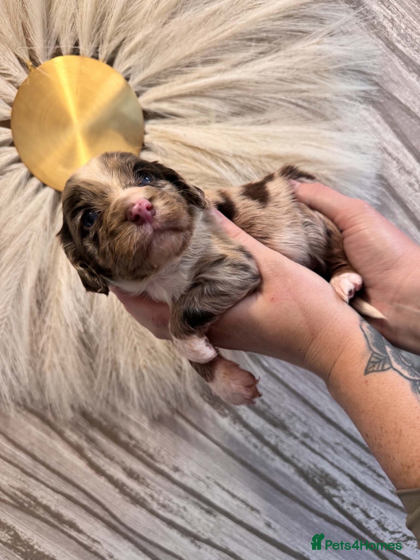 Cocker Spaniel dogs Beautiful litter of working cockerspaniel babies🐾 - Advert 2