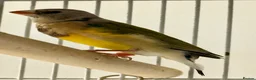 Finches birds for sale: Young Gouildan  Finches — 2 Hens & 1 Cock - Advert 12